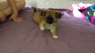 Cutest Puppy in the World Hoppy Francis Pekichi Pekingese Chihuahua Mix [upl. by Anigger]