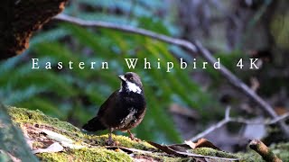 Eastern Whipbird calling  Australian Bird Sounds [upl. by Ssur]