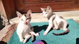 Kittens sweet body massage sitting in the sun [upl. by Birdie]