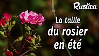 Tailler un rosier en été  Astuces et conseils pour une floraison réussie 🌹 [upl. by Ettedualc413]