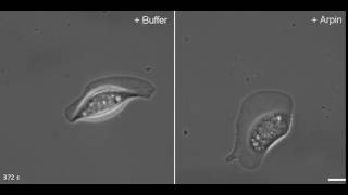 Arpin injected keratocyte [upl. by Moretta43]