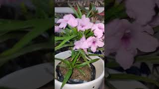 Allamanda Plant plantsdecor homegarden plants happygardening [upl. by Gettings]