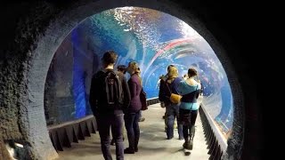 Oceanarium Afrykarium Wroclaw Poland WALKING TOUR HD 1080p [upl. by Candice]