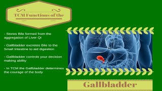 TCM GALLBLADDER FUNCTIONS [upl. by Rhyner]