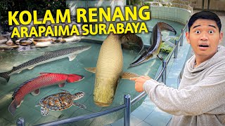 KOLAM RENANG ISINYA ARAPAIMA DI SURABAYA IKAN HIU AIR LAUT DAN TAWAR RAKSASA ADA [upl. by Vania]