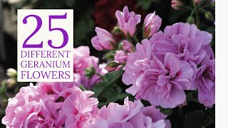 25 Types of Geranium Plant  Geranium Varieties  Geranium Plant [upl. by Devin575]