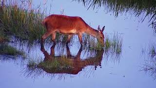 Red Deer Hind feeding reflected in evening light 2 [upl. by Ancell]