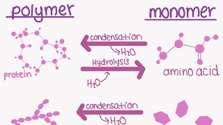 AQA A LEVEL BIOLOGY TOPIC 11  monomers and polymers [upl. by Denver]