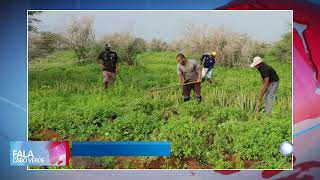 Gestão agrícola sustentável em Santo Antão  Fala Cabo Verde [upl. by Olemrac]