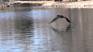 Cormorant Flying With Sounds [upl. by Effie]