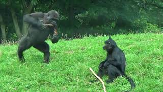 GaiaZOO Gorilla kleuter vs Kuifmangabey [upl. by Deerc]