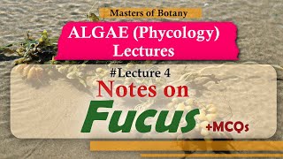 Lecture 4  Fucus Life Cycle Phaeophyceae  Algae Phycology Lecture  Notes [upl. by Nagap]