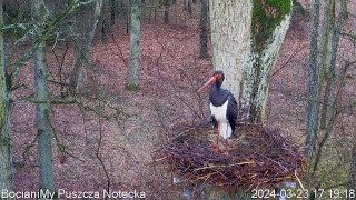 Samotny Notek wieczorową porą w Puszczy Noteckiej  Lonely Note in the evening in the Notecka Forest [upl. by Navnod]