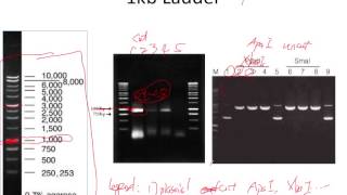 Agarose DNA gel and standard curve plot in R [upl. by Cruickshank]