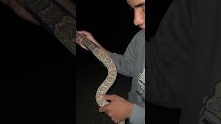 Biggest rattlesnake species in AZ [upl. by Ardiekal343]