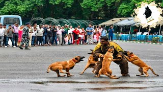 CRPF Dog Show 2019 Banglore LalBagh INDIAN ARMY DOGS  DOG SHOW INDIA [upl. by Alleuqram]