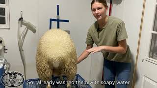 Milking sheep at Mesta Meadows [upl. by Ketti]