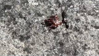 American Dog or Wood Tick Ixodidae Dermacentor variabilis on Rock [upl. by Ahteres]