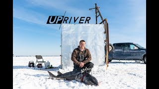 Sturgeon Spearing  Up River  Ben Bergers 155 pound Fish [upl. by Norford]