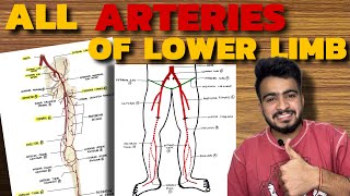 ALL ARTERIES OF LOWER LIMB  Femoral Artery  Popliteal Artery  Dorsalis Pedis Artery [upl. by Odranar]