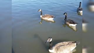 الخريف في كندا Lautomne au Canada 🍁PARC DE LA CITÉ🇨🇦🍁 [upl. by Belding]