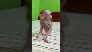 Cute Baby Monkey Home [upl. by Leopoldeen]