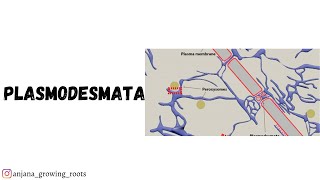 Plasmodesmata  Malayalam  Structure amp Functions Of Plasmodesmata  CU  Mg  Kerala  Kannur  Bot [upl. by Eenehs]