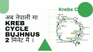 TCAThe tricarboxylic acid cycle  Krebs cycle  citric acid cycle explained in nepali [upl. by Ziguard122]