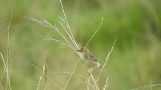 Croaking Cisticola singing [upl. by Asaph]