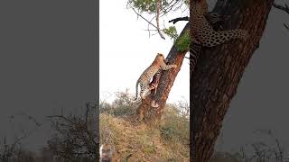 Leopard To Hoist Zebra Carcass shorts leopard cheetah safari wildlife trending viralvideo [upl. by Kaehpos]