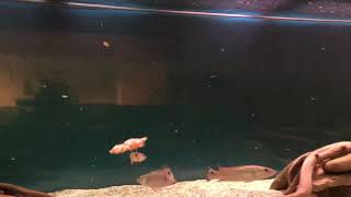 Pike cichlid feeding [upl. by Alessig]