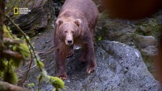 Nez à nez avec un ours kodiak [upl. by Dasteel452]