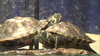 How To Take Good Care of Yellow Belly Slider Turtles [upl. by Wetzel675]