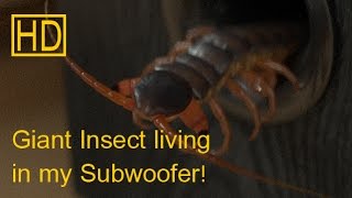 Giant Insect Living in my Subwoofer Original HD [upl. by Nogam175]