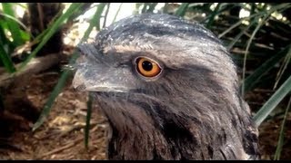 Tawny Frogmouth Owl  Bird feeding [upl. by Aniaz179]