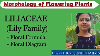 Liliaceae Lily Family  Floral formula and floral diagram Economic importance of Liliaceae family [upl. by Aidua]