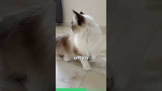 Meet The Birman Cat [upl. by Loram]