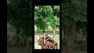 Cute Cat’s RunIn with a Tiger shortsfunnycomedycutecat  trendingshortsfunnycatvideo [upl. by Learsi]