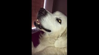 Needy dog whines the instant owner stops petting him [upl. by Airamat]