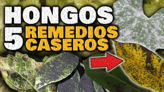 Elimina los HONGOS en las PLANTAS  Fungicida Casero para Combatir Hongos Mildiu Oídio Roya [upl. by Klingel624]