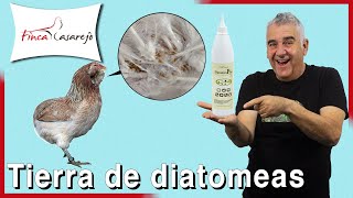 ✅ Tierra de diatomeas Elimina el PIOJO de las GALLINAS [upl. by Lohcin604]