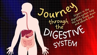 journey through the digestive system  how do work digestive system in body biology [upl. by Eenafit950]