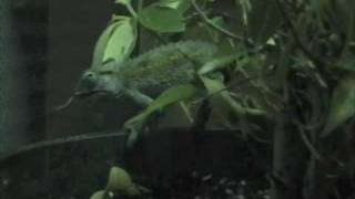 Rudis Chameleon  Chamaeleo rudis [upl. by Herzberg]