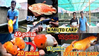 AQUARIUM FISH FARM HOWRAH LOWEST PRICE ORENDA OSCAR WIDOW KOI CARP ANGEL SEVERUM  BABY FISH SALE [upl. by Gertrudis]