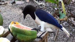 CURLCRESTED JAY CYANOCORAX CRISTATELLUS GRALHADOCAMPO Exotic birds free in the wild [upl. by Milton]