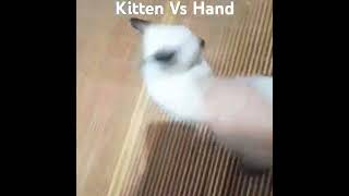 Cat bites vs Scary hand hahahah [upl. by Enaj]