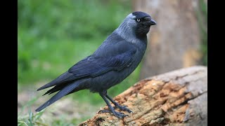 Jackdaws Unveiled The Fascinating World of These Clever Corvids [upl. by Etak]