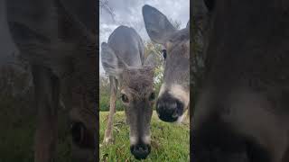 Cute backyard animals cute animals nature deer [upl. by Airegin926]