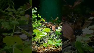 Pygmy Corydoras Spawning [upl. by Vaclava804]