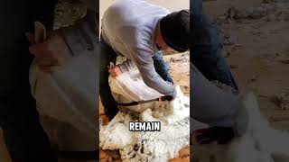 Master of Shearing The Art of Harvesting Wool with Precision and Care ExpertShearer shorts facts [upl. by Swec]